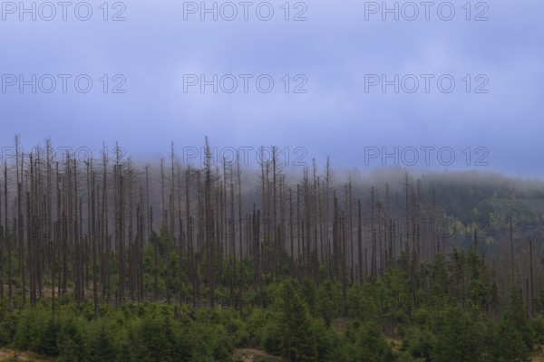 Dead trees Mountain spruce forest deaths in the Harz Mountains, Braunlage, Harz, Lower Saxony, Germany