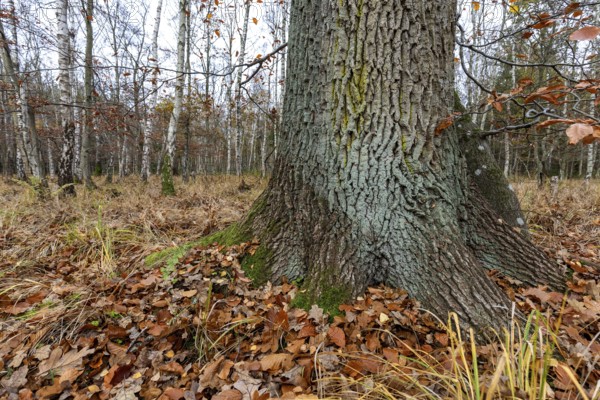Birch trees (Betula), birch forest, thick tree trunk in front, Osterwald, Zingst, Fischland-Darß-Zingst, Western Pomerania Lagoon National Park, Mecklenburg-Western Pomerania, Germany