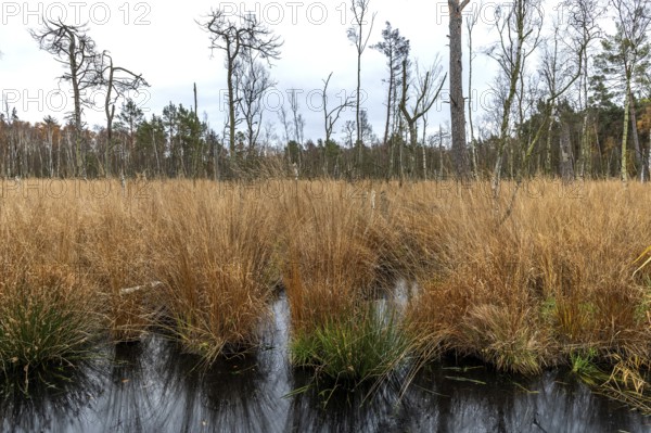 Moorland with trees in Osterwald, Zingst, Fischland-Darß-Zingst, Western Pomerania Lagoon Area National Park, Mecklenburg-Western Pomerania, Germany