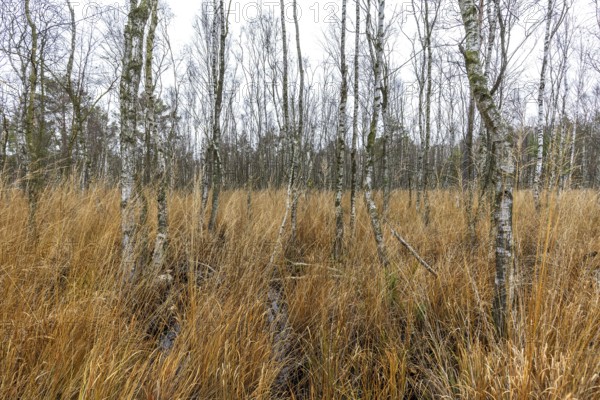 Moor landscape in the Osterwald forest with bog birch trees (Betula pubescens), Zingst, Fischland-Darß-Zingst, Western Pomerania Lagoon National Park, Mecklenburg-Western Pomerania, Germany