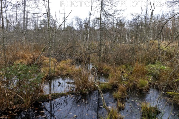 Moorland with dead trees in Osterwald, Zingst, Fischland-Darß-Zingst, Western Pomerania Lagoon Area National Park, Mecklenburg-Western Pomerania, Germany