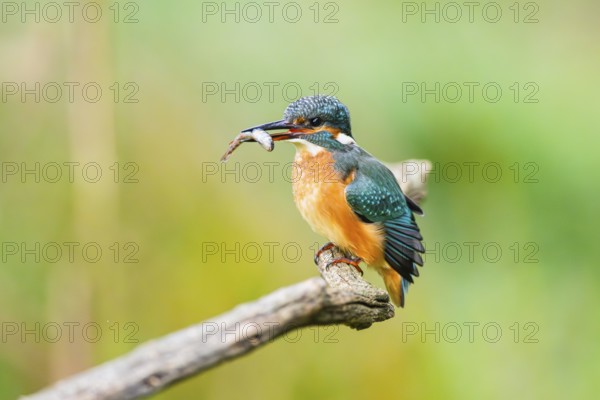 Common kingfisher (Alcedo atthis) sitting on an old wooden branch eating his fresh cought fish in late summer, wildife, Bavaria, Germany