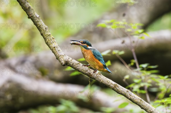 Common kingfisher (Alcedo atthis) sitting on an old wooden branch eating his fresh cought fish in late summer, wildife, Bavaria, Germany
