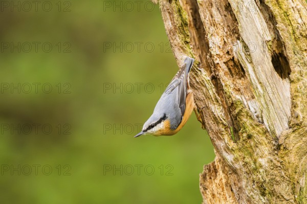 Eurasian nuthatch (Sitta europaea) sitting on an old wrotten tree trunk at a swamp, Bavaria, Germany