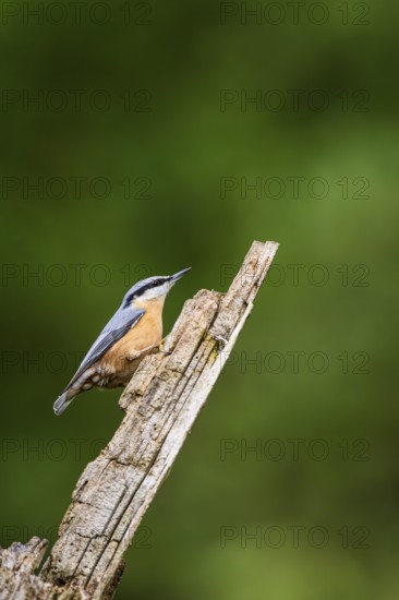 Eurasian nuthatch (Sitta europaea) sitting on an old wrotten tree trunk at a swamp, Bavaria, Germany