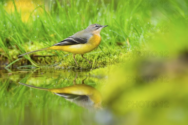 Grey Wagtail (Motacilla cinerea) hunting at a little lake in a swamp, wildlife, Germany