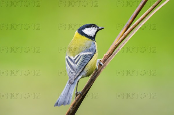 Great tit (Parus major) sitting on stem of a reed at a swamp, Bavaria, Germany