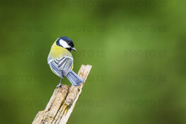 Great tit (Parus major) sitting on an old wrotten tree trunk at a swamp, Bavaria, Germany