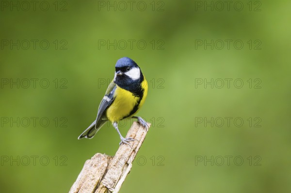 Great tit (Parus major) sitting on an old wrotten tree trunk at a swamp, Bavaria, Germany