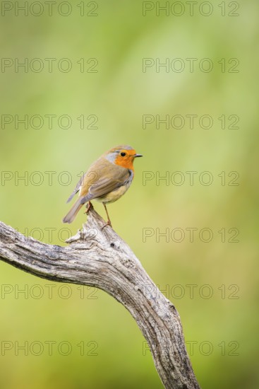 European robin (Erithacus rubecula) sitting on an old wooden branch, Bavaria, Germany