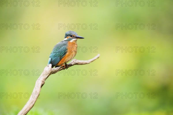 Common kingfisher (Alcedo atthis) sitting on an old wooden branch in late summer, wildife, Bavaria, Germany