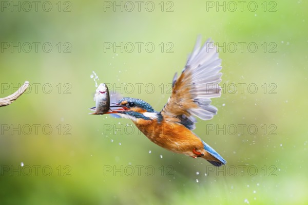 Common kingfisher (Alcedo atthis) flying out of the water with a fresh cought fish in his beak in late summer, wildife, Bavaria, Germany