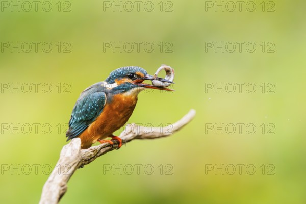 Common kingfisher (Alcedo atthis) sitting on an old wooden branch eating his fresh cought fish in late summer, wildife, Bavaria, Germany