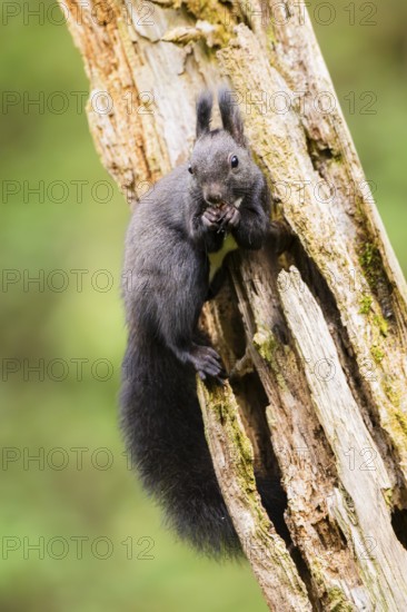 Red squirrel (Sciurus vulgaris) sitting on an old wrotten tree trunk in a forest, Bavaria, Gernany