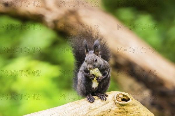 Red squirrel (Sciurus vulgaris) sitting on an old wrotten tree trunk in a forest, Bavaria, Gernany