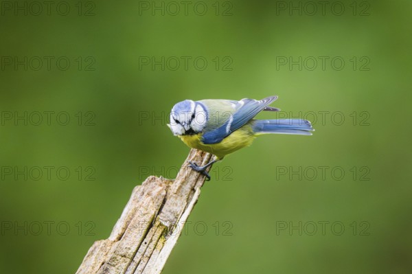 Eurasian blue tit (Cyanistes caeruleus) sitting on an old wrotten tree trunk at a swamp, Bavaria, Germany