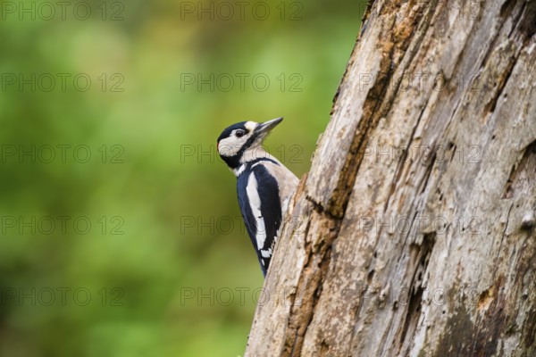 Great spotted woodpecker (Dendrocopos major) sitting on an old wrotten tree trunk in late summer, Bavaria, Germany