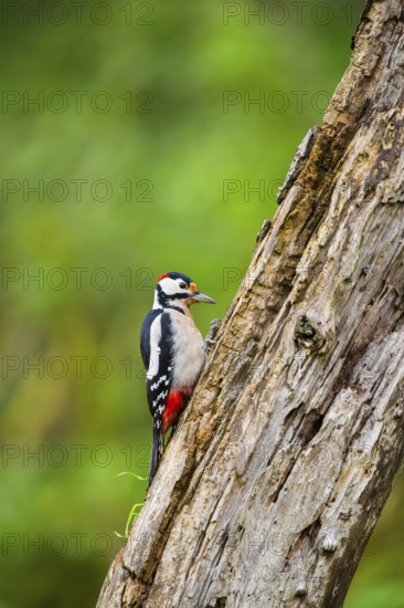 Great spotted woodpecker (Dendrocopos major) sitting on an old wrotten tree trunk in late summer, Bavaria, Germany