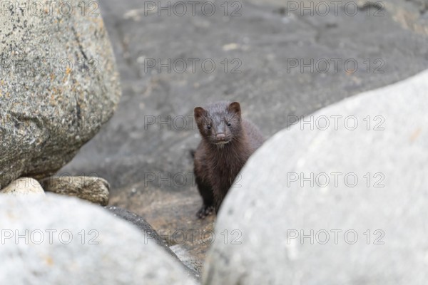 The American Mink (Mustela vison) is a graceful predator that lives by the sea in Norway near Bodø in Nordland. It skilfully searches for food among the rocks of the Vestfjord