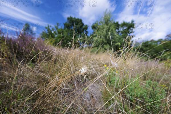 Female nurse's thorn finger, Cheiracanthium punctorium, female Yellow sac spider, Saxony-Anhalt, Germany