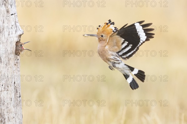 Hoopoe (Upupa epops) Hungary
