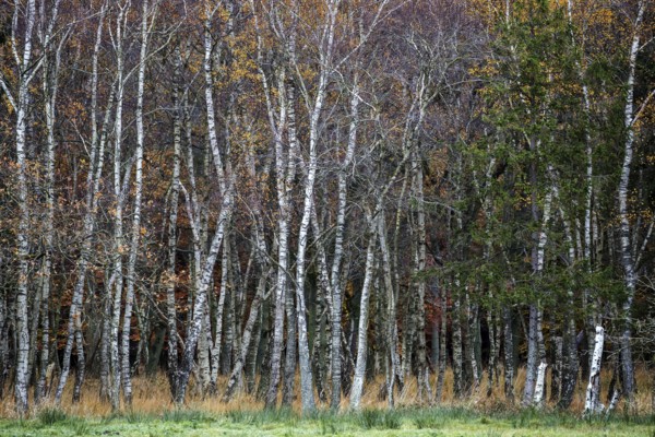 Birch forest, autumn coloured birch trees (Betula), Osterwald, Zingst, Fischland-Darß-Zingst, National Park Vorpommersche Boddenlandschaft, Mecklenburg-Vorpommern, Germany