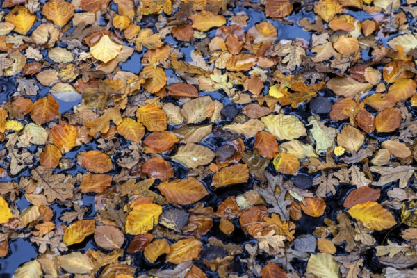 Autumn leaves, autumn-colored leaves floating on moor water, Osterwald, Zingst, Fischland-Darß-Zingst, Western Pomerania Lagoon Area National Park, Mecklenburg-Western Pomerania, Germany