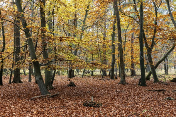 Autumn forest, autumn-colored trees, Osterwald, Zingst, Fischland-Darß-Zingst, Western Pomerania Lagoon Area National Park, Mecklenburg-Western Pomerania, Germany