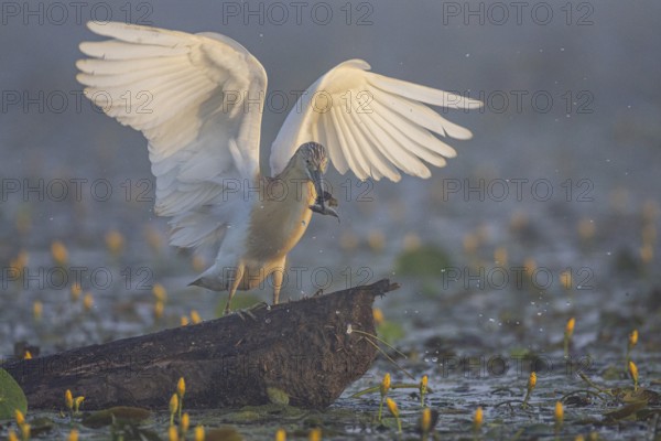 Squacco Heron (Ardeola ralloides) in the fog Hungary