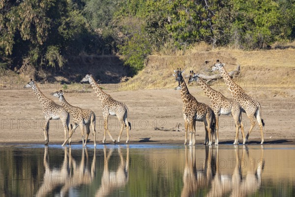 Thornicroft's Giraffe (Giraffa camelopardalis thornicrofti) Luangwa River Zambia August