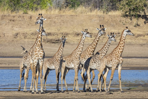 Thornicroft's Giraffe (Giraffa camelopardalis thornicrofti) crossing Luangwa River Zambia August