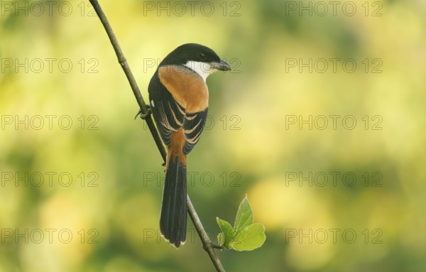A long-tailed shrike or rufous-backed shrike (Lanius schach) sits on a tree branch, Sreepur, Gazipur, Bangladesh