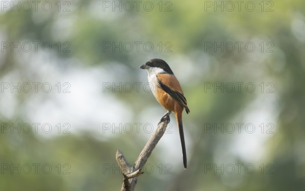 A long-tailed shrike or rufous-backed shrike (Lanius schach), Sreepur, Gazipur, Bangladesh