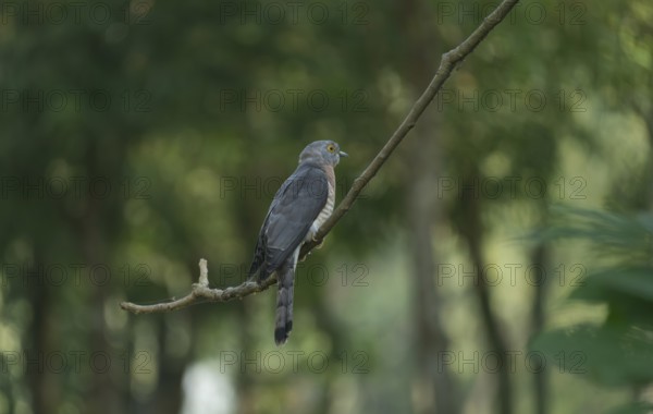 A common hawk-cuckoo (Hierococcyx varius), Sreepur, Gazipur, Bangladesh