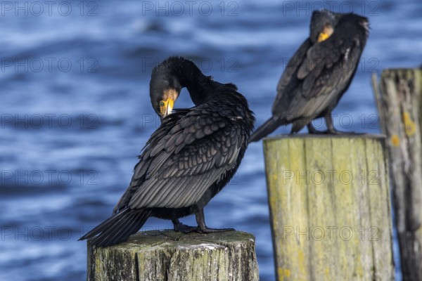 Cormorants (Phalacrocorax carbo) sitting on groynes, Fischland-Darß-Zingst, Baltic Sea, Mecklenburg-Western Pomerania, Germany
