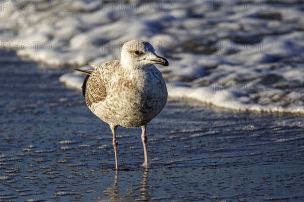Herring Gull (Larus argentatus), on the beach, Fischland-Darß-Zingst, Baltic Sea, Mecklenburg-Western Pomerania, Germany