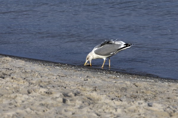 Seagull (Larinae) on the beach, eating a fish, Fischland-Darß-Zingst, Baltic Sea, Mecklenburg-Western Pomerania, Germany