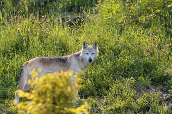 A timber wolf (Canis lupus lycaon) stands in backlight on a sunny day in dense green vegetation in a clearing. NE USA