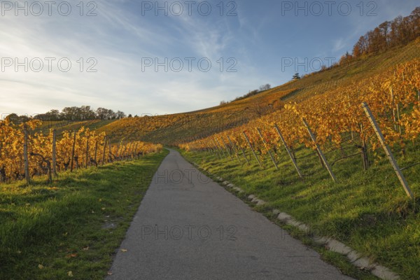 The vineyards in the Remstal near Korb in the Rems-Murr district show all their colors in autumn. Vines and slopes glow in intense shades of red, yellow and orange and look particularly colorful and lively. At sunset, the vineyards are illuminated by warm, low-standing sunlight, which bathes the landscape in a golden, atmospheric atmosphere. The rolling hills, soft light and autumn colors create a calm, idyllic atmosphere