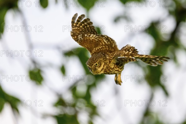Little owl (Athene noctua), endangered species, owl, flying, Teutoburg Forest, Osnabrücker Land, Lower Saxony, Germany