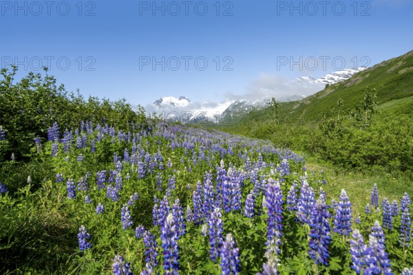 Picturesque landscape on the Richardson Highway, blooming Alaskan lupines (Lupinus nootkatensis), mountain peak with glacier Worthington Glacier in the background, Chugach Mountains, Alaska, USA