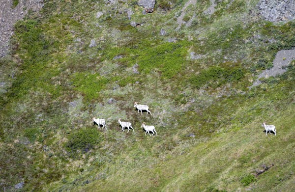 Dall sheep or Alaskan snow sheep (Ovis dalli) in a meadow in the mountains, Denali National Park and Preserve, Alaska, USA