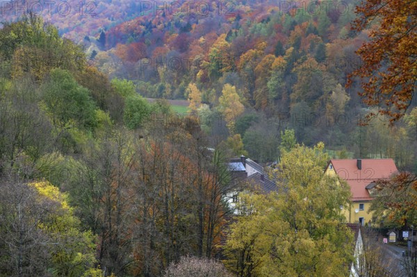 Mixed autumn forest, Franconian Switzerland, Egloffstein, Upper Franconia, Bavaria, Germany