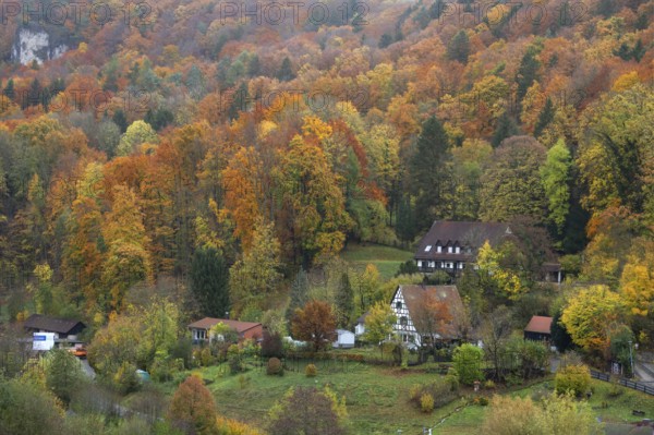Herbstlicher Mischwald, Egloffstein, Upper Franconia, Bavaria, Germany
