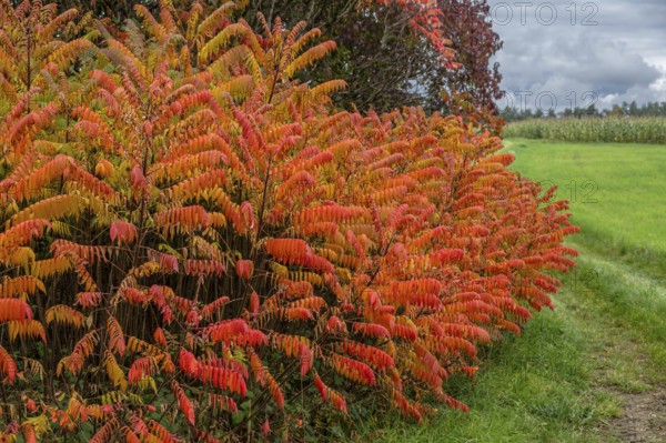 Vinegar trees (Rhus typhina) in their autumn colours, Franconia, Bavaria, Germany