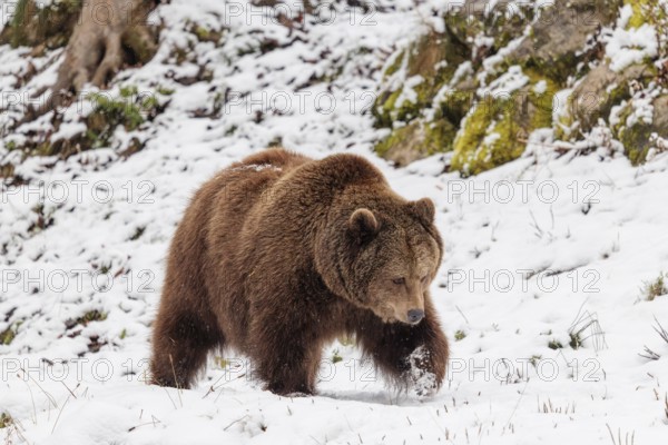 A Eurasian brown bear (Ursus arctos arctos) runs across a snow-covered meadow in hilly terrain. Transylvania, Romania