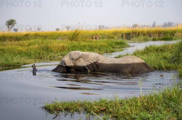 African elephant (Loxodonta africana) swimming in the swamp, Xakanaxa Lagoon, Okavango Delta, Moremi Game Reserve, Botswana