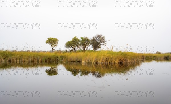 Marsh Landscape with Reeds and Lake, Xakanaxa Lagoon, Okavango Delta, Moremi Game Reserve, Botswana