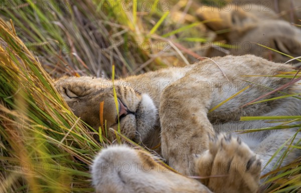 Lion (Panthera Leo) young lion lying asleep in the grass, Xakanaxa, Moremi Game Reserve, Botswana