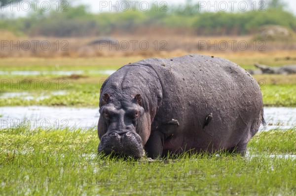 Hippopotamus (Hippopatamus amphibius) grazing, Xakanaxa, Okavango Delta, Moremi Game Reserve, Botswana